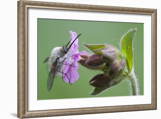 Plant, True Comfrey, Symphytum Officinale, Insect-Rainer Mirau-Framed Photographic Print