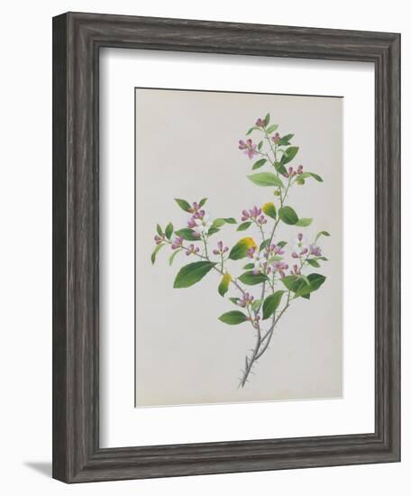 Plant with Small Pink Flowers and Large Green Leaves-null-Framed Giclee Print