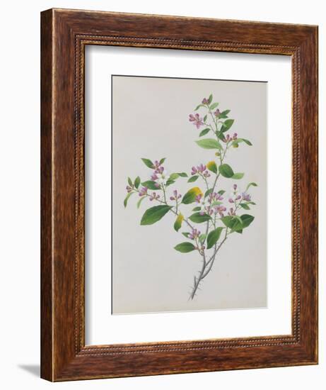 Plant with Small Pink Flowers and Large Green Leaves-null-Framed Giclee Print