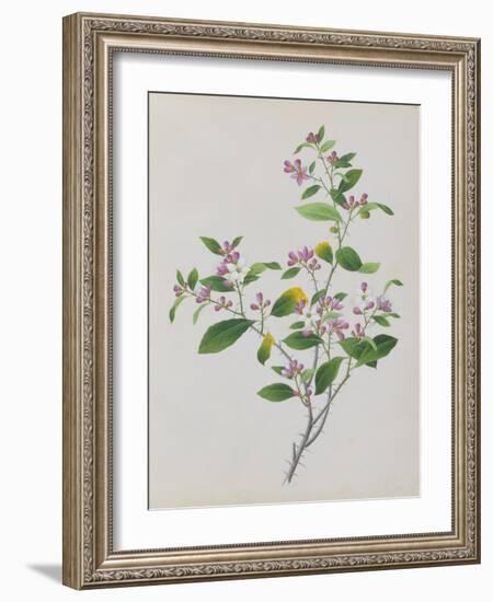 Plant with Small Pink Flowers and Large Green Leaves-null-Framed Giclee Print