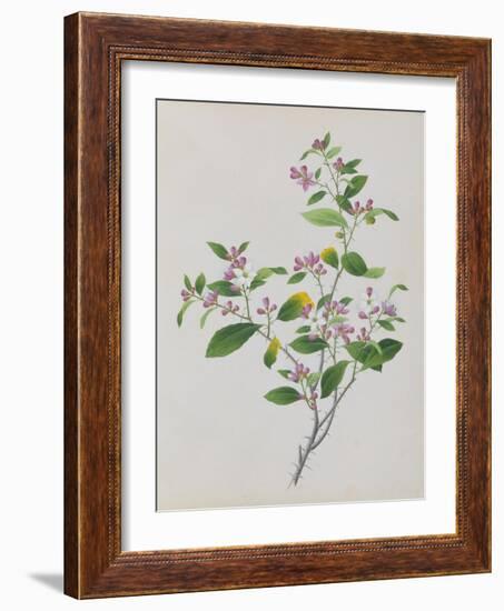 Plant with Small Pink Flowers and Large Green Leaves-null-Framed Giclee Print