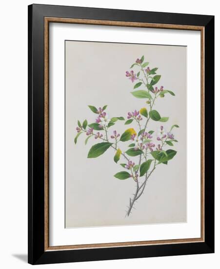 Plant with Small Pink Flowers and Large Green Leaves-null-Framed Giclee Print