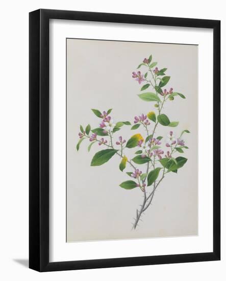 Plant with Small Pink Flowers and Large Green Leaves-null-Framed Giclee Print