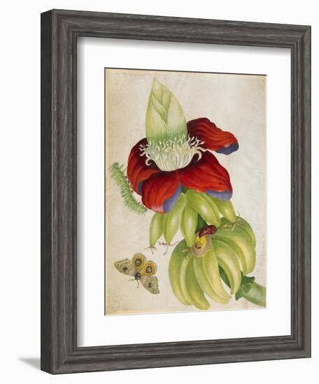 Plant-Maria Sibylla Merian-Framed Art Print