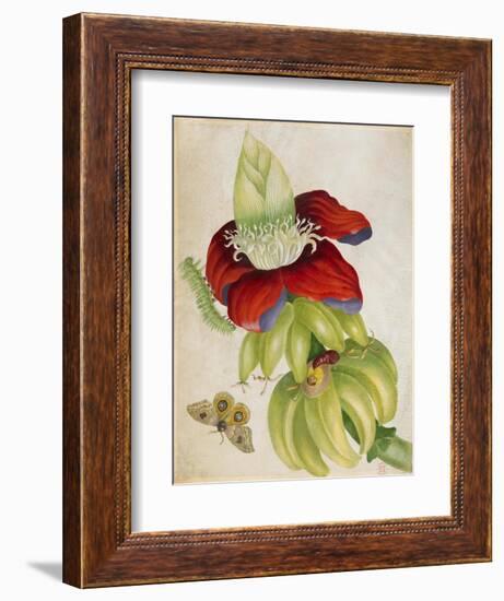 Plant-Maria Sibylla Merian-Framed Art Print