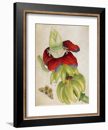 Plant-Maria Sibylla Merian-Framed Art Print