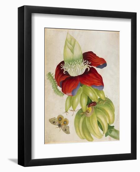 Plant-Maria Sibylla Merian-Framed Art Print