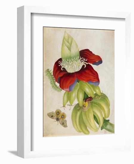 Plant-Maria Sibylla Merian-Framed Art Print