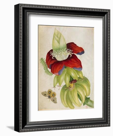 Plant-Maria Sibylla Merian-Framed Art Print