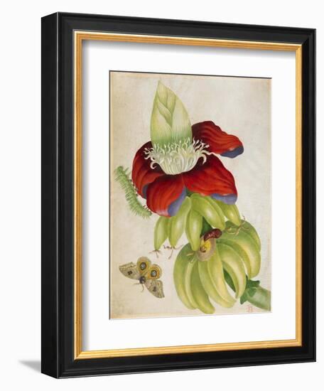 Plant-Maria Sibylla Merian-Framed Art Print