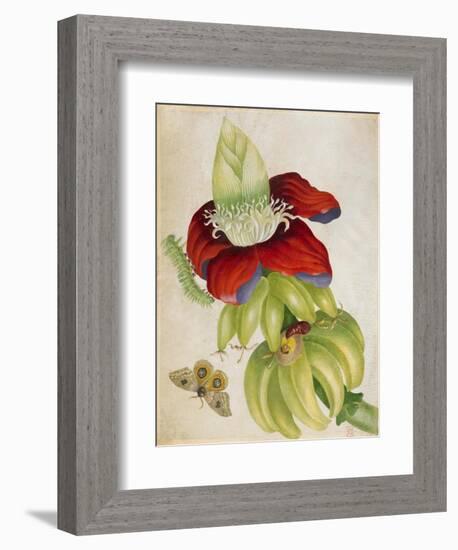 Plant-Maria Sibylla Merian-Framed Premium Giclee Print