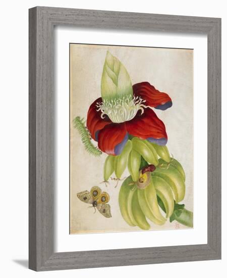 Plant-Maria Sibylla Merian-Framed Art Print