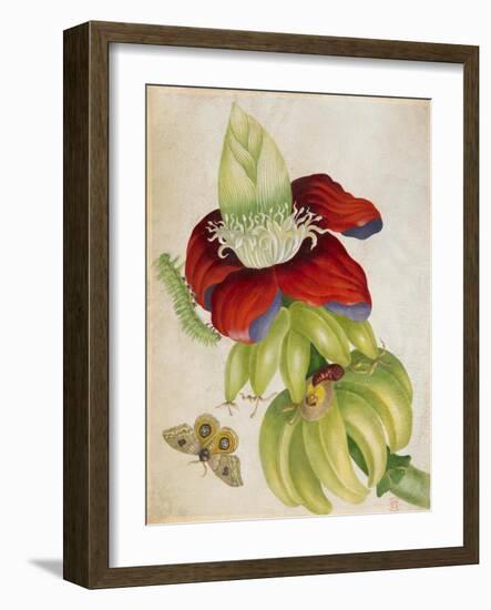 Plant-Maria Sibylla Merian-Framed Art Print