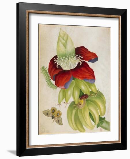 Plant-Maria Sibylla Merian-Framed Art Print