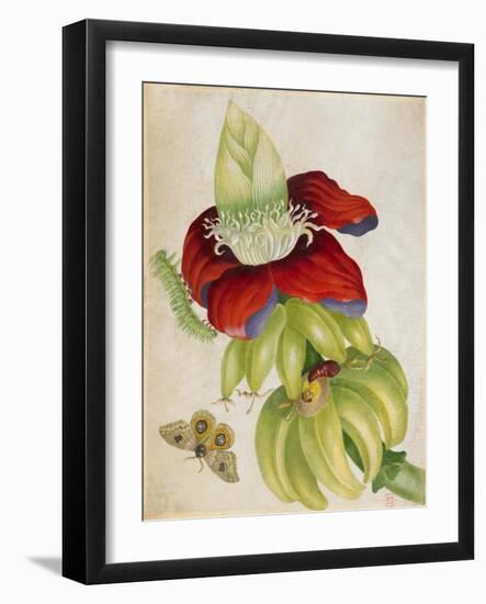 Plant-Maria Sibylla Merian-Framed Art Print