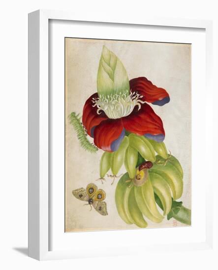 Plant-Maria Sibylla Merian-Framed Art Print