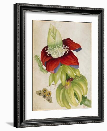 Plant-Maria Sibylla Merian-Framed Art Print