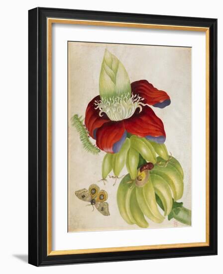 Plant-Maria Sibylla Merian-Framed Art Print