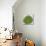 Planta Green IV-Andrea Davis-Mounted Art Print displayed on a wall
