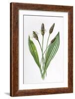 Plantago Lanceolata-F Edward Hulme-Framed Art Print