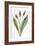 Plantago Lanceolata-F Edward Hulme-Framed Art Print