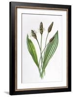 Plantago Lanceolata-F Edward Hulme-Framed Art Print