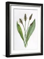 Plantago Lanceolata-F Edward Hulme-Framed Art Print