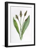 Plantago Lanceolata-F Edward Hulme-Framed Art Print