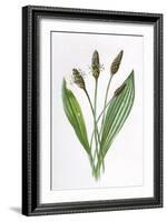 Plantago Lanceolata-F Edward Hulme-Framed Art Print