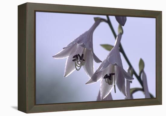 Plantain Lily Flowers (Hosta Sp.)-Dr. Nick Kurzenko-Framed Premier Image Canvas
