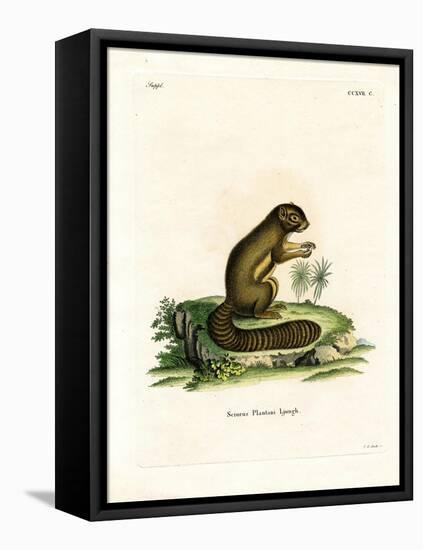 Plantain Squirrel-null-Framed Premier Image Canvas