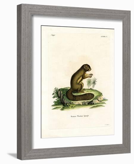 Plantain Squirrel-null-Framed Giclee Print