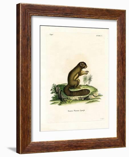 Plantain Squirrel-null-Framed Giclee Print