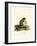 Plantain Squirrel-null-Framed Giclee Print