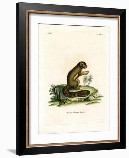 Plantain Squirrel-null-Framed Giclee Print