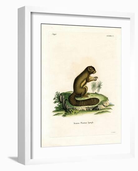 Plantain Squirrel-null-Framed Giclee Print