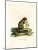 Plantain Squirrel-null-Mounted Giclee Print