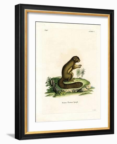 Plantain Squirrel-null-Framed Giclee Print