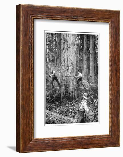 Plantation Forestry, 19th Century-Science Photo Library-Framed Photographic Print