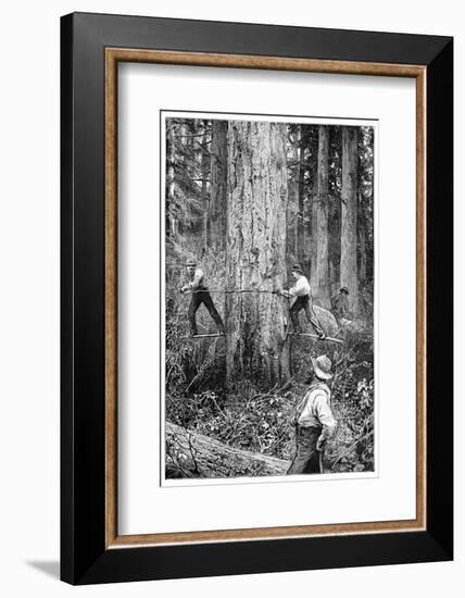 Plantation Forestry, 19th Century-Science Photo Library-Framed Photographic Print