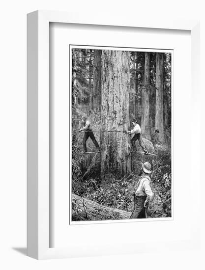 Plantation Forestry, 19th Century-Science Photo Library-Framed Photographic Print