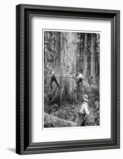 Plantation Forestry, 19th Century-Science Photo Library-Framed Photographic Print