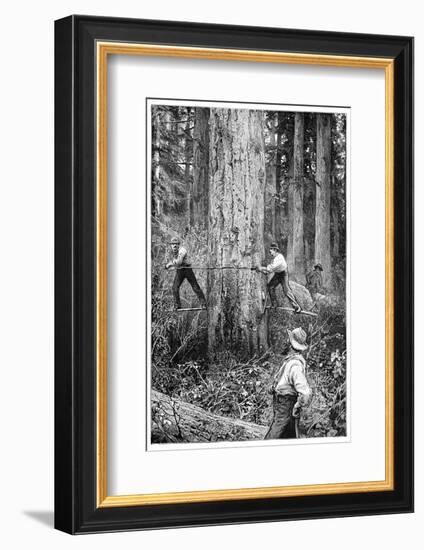 Plantation Forestry, 19th Century-Science Photo Library-Framed Photographic Print