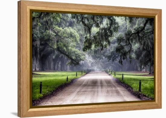 Plantation Road, Charleston, South Carolina-George Oze-Framed Premier Image Canvas