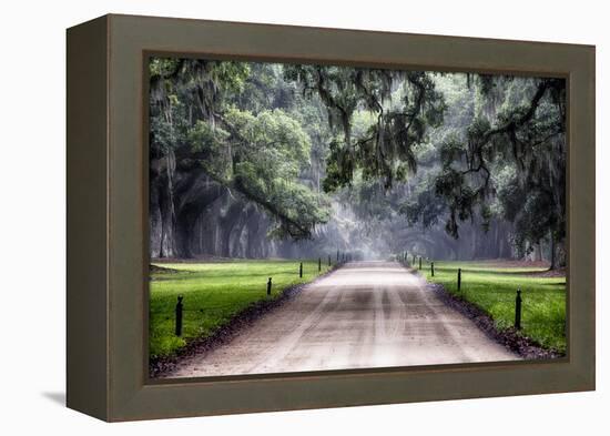 Plantation Road, Charleston, South Carolina-George Oze-Framed Premier Image Canvas