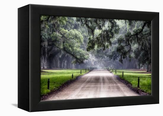 Plantation Road, Charleston, South Carolina-George Oze-Framed Premier Image Canvas