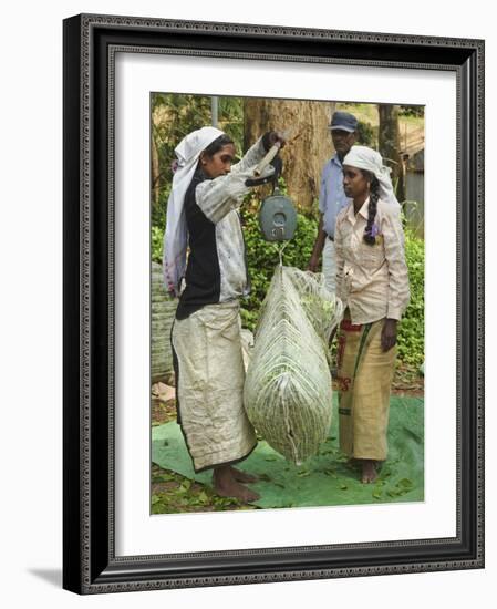 Plantation Tamil Women Weighing Prized Uva Tea in the Namunukula Mountains Near Ella, Central Highl-Rob Francis-Framed Photographic Print