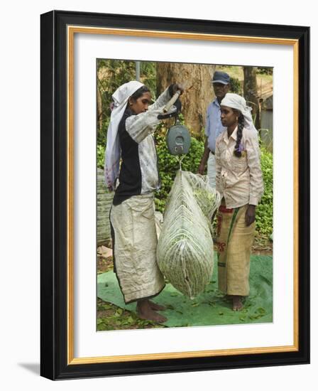 Plantation Tamil Women Weighing Prized Uva Tea in the Namunukula Mountains Near Ella, Central Highl-Rob Francis-Framed Photographic Print
