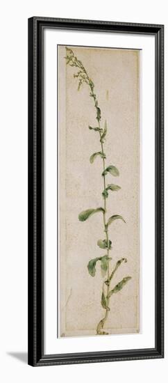 Plante de tabac-Albrecht Dürer-Framed Giclee Print