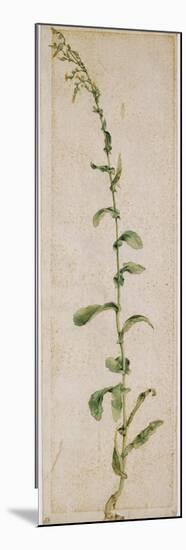 Plante de tabac-Albrecht Dürer-Mounted Giclee Print